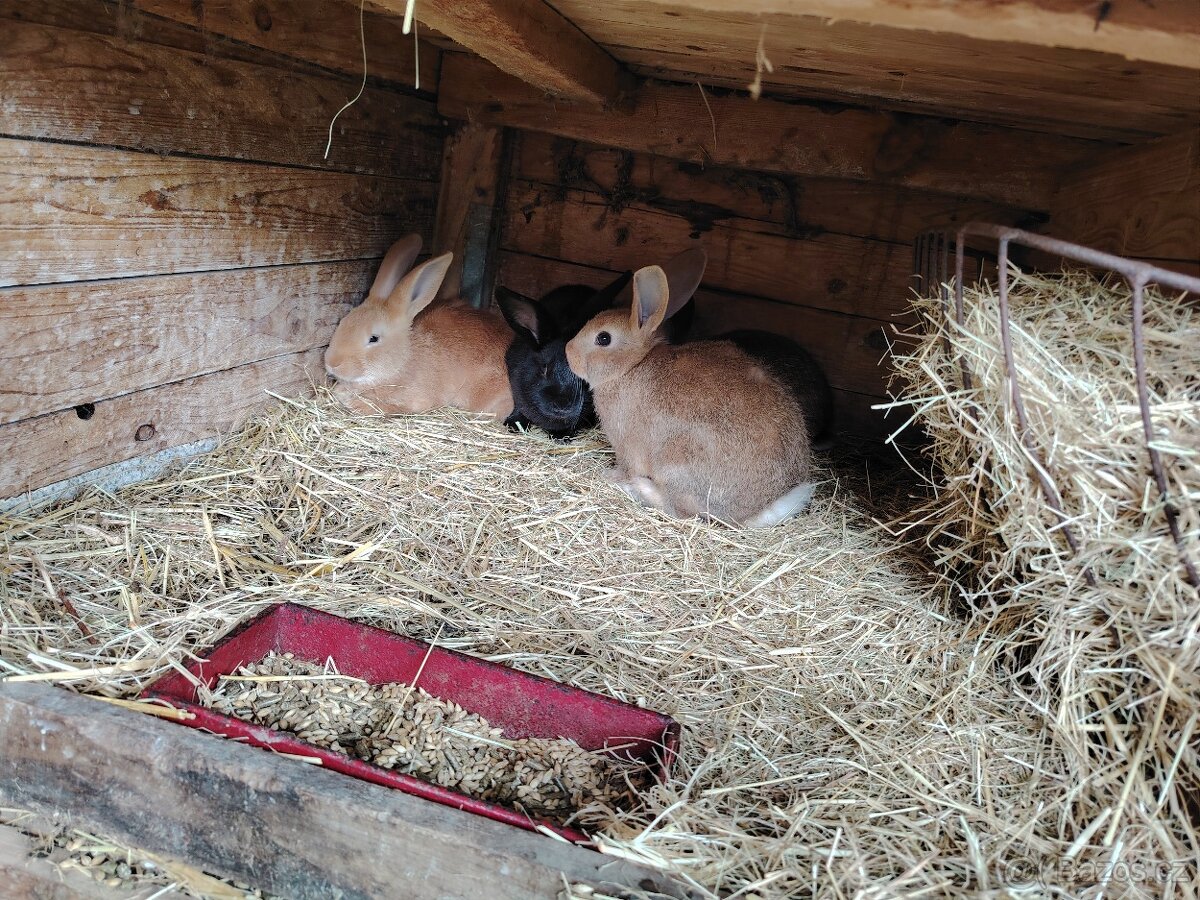 Králíci - 3