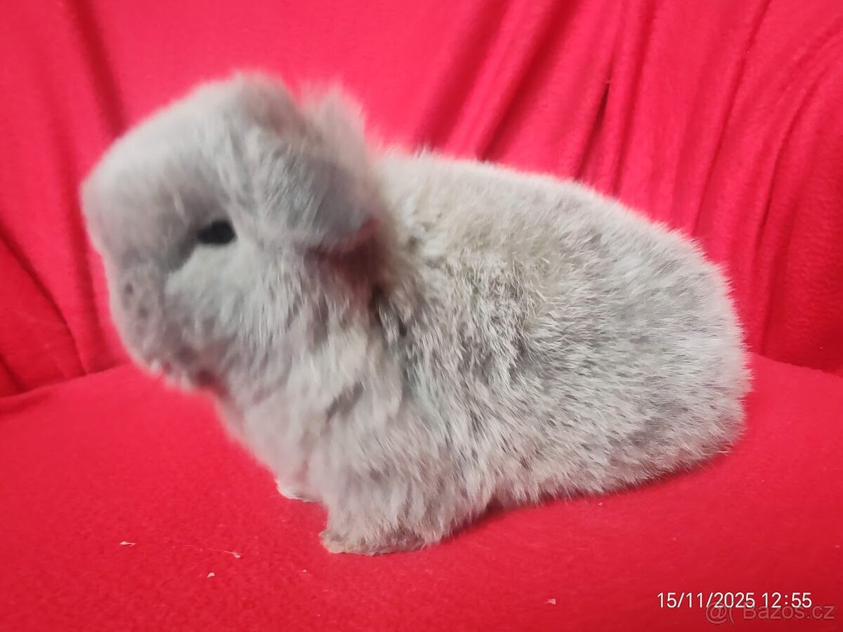 zakrslí beránci minilop - 3