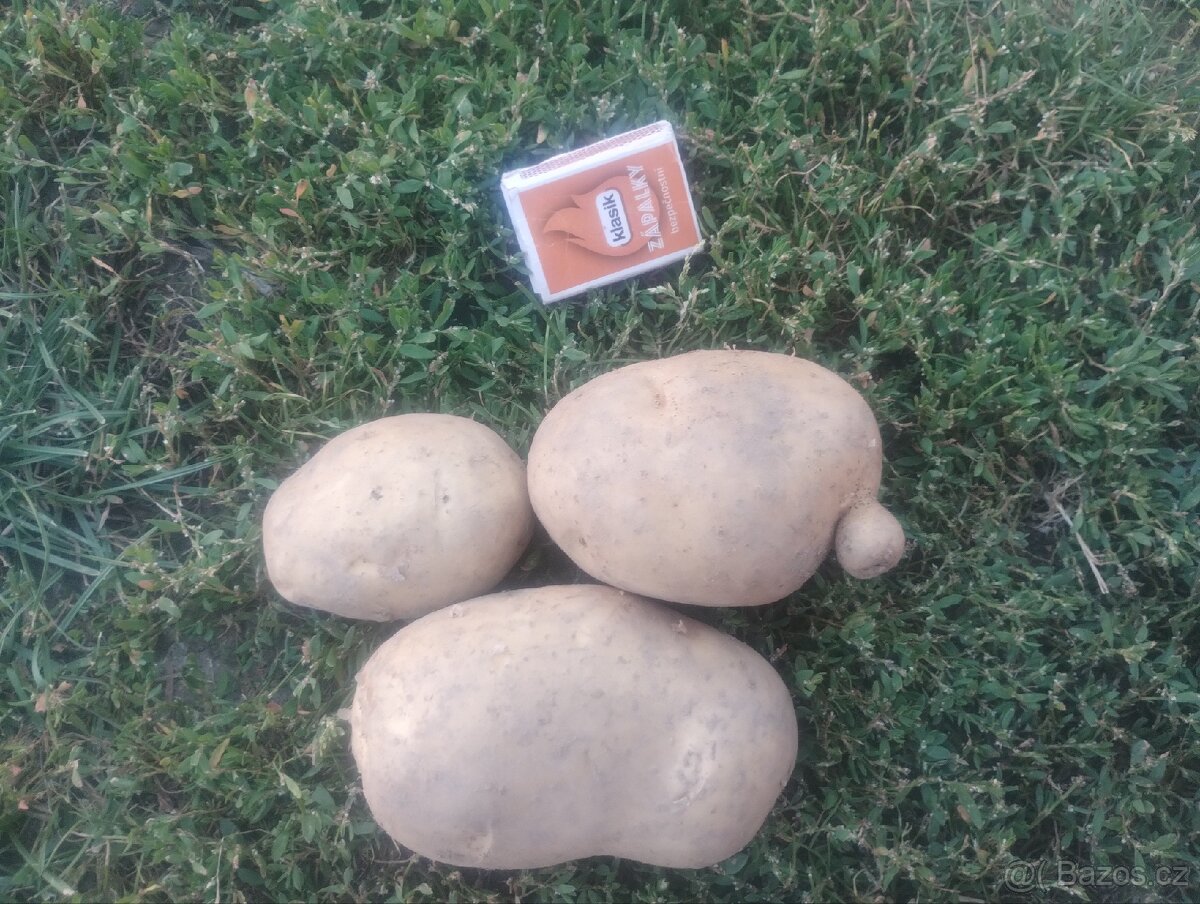Prodám brambory na uskladnění - 3