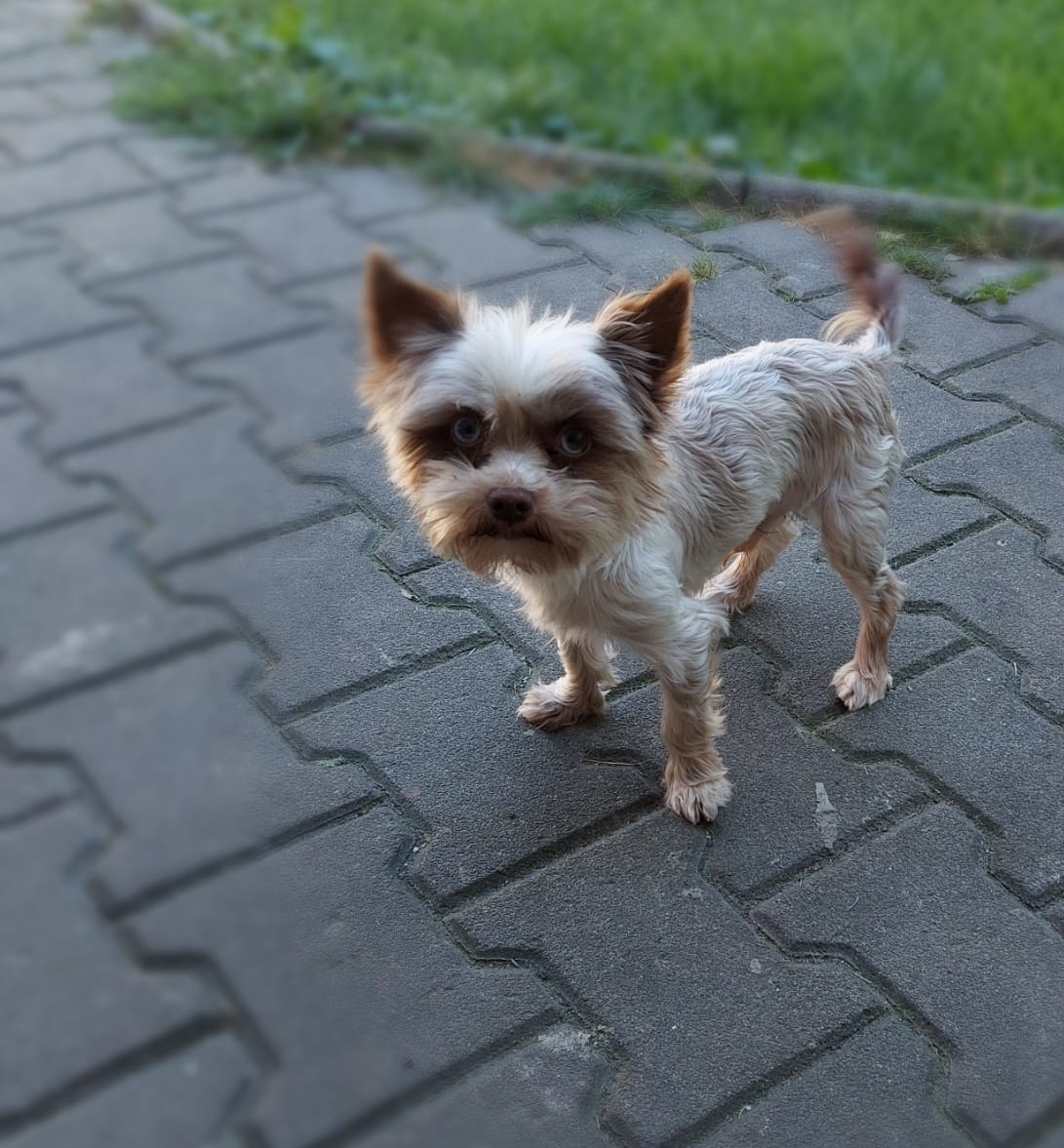 Jorkšírský teriér bez pp - 3