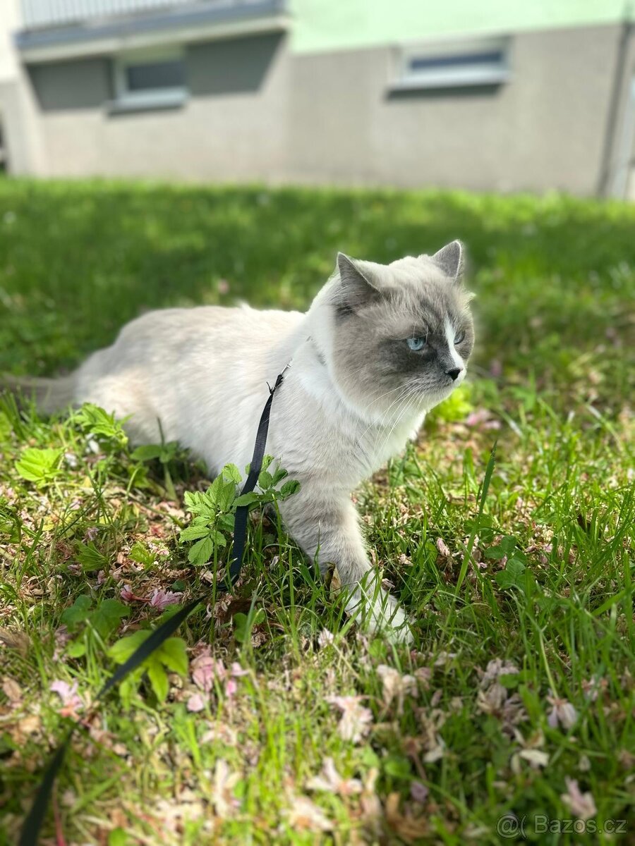 Ragdoll ke krytí. - 3