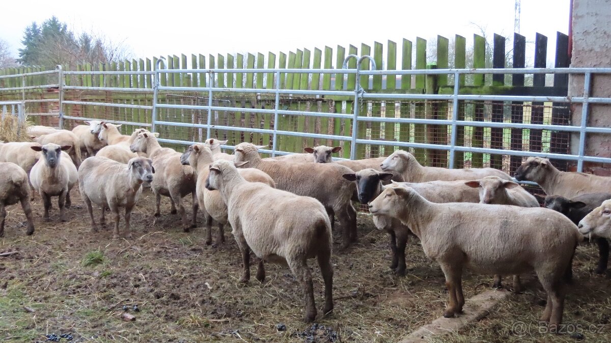 Ovce masné plemeno - 3