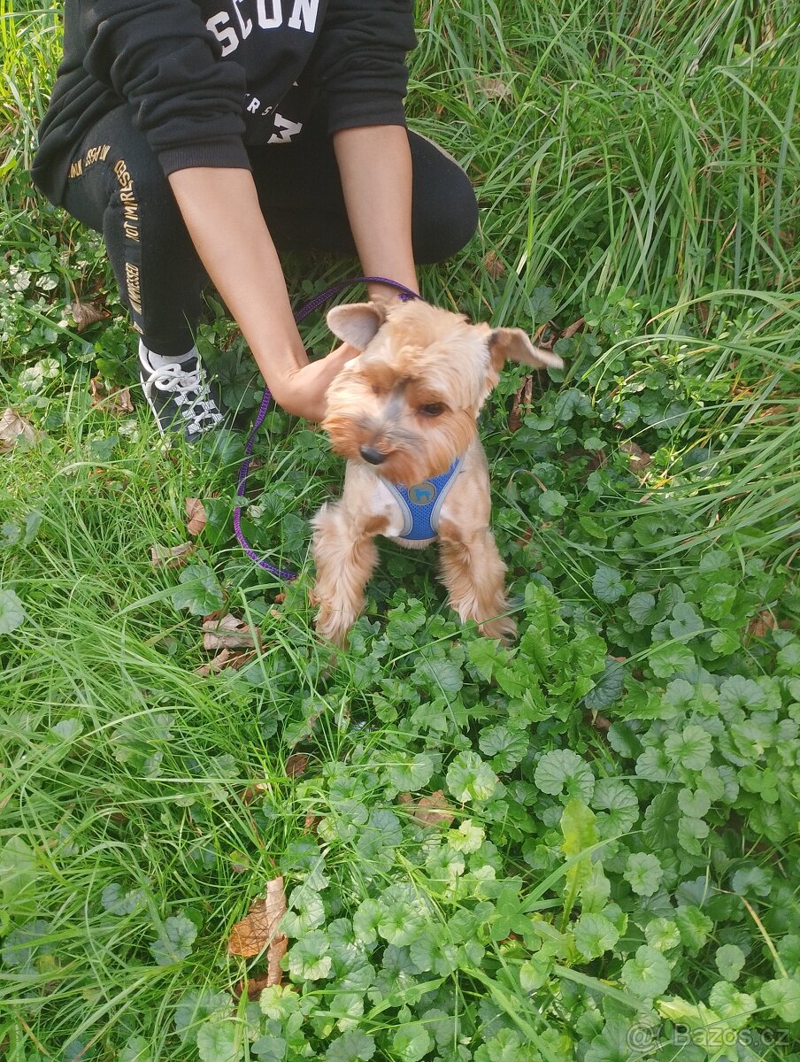 Jorkšírský teriér chlapec s pp - 3