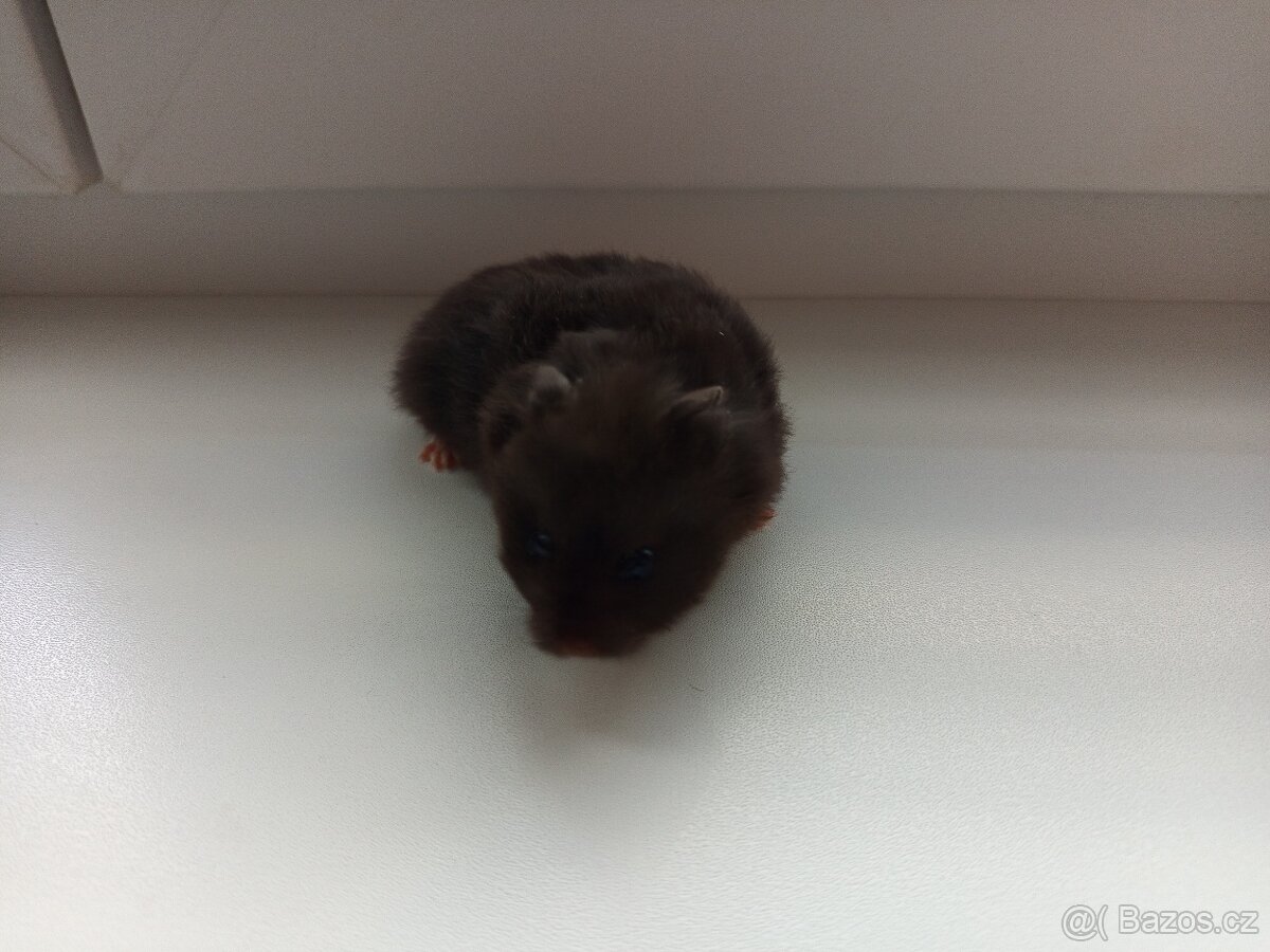 Křeček syrský mláďata - 3