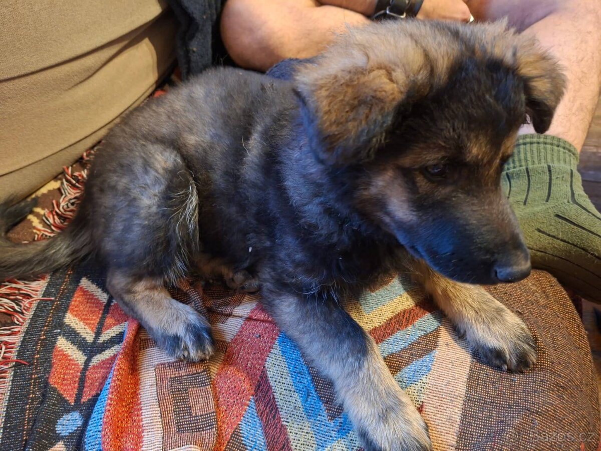 Prodám štěňata německého ovčáka - 3