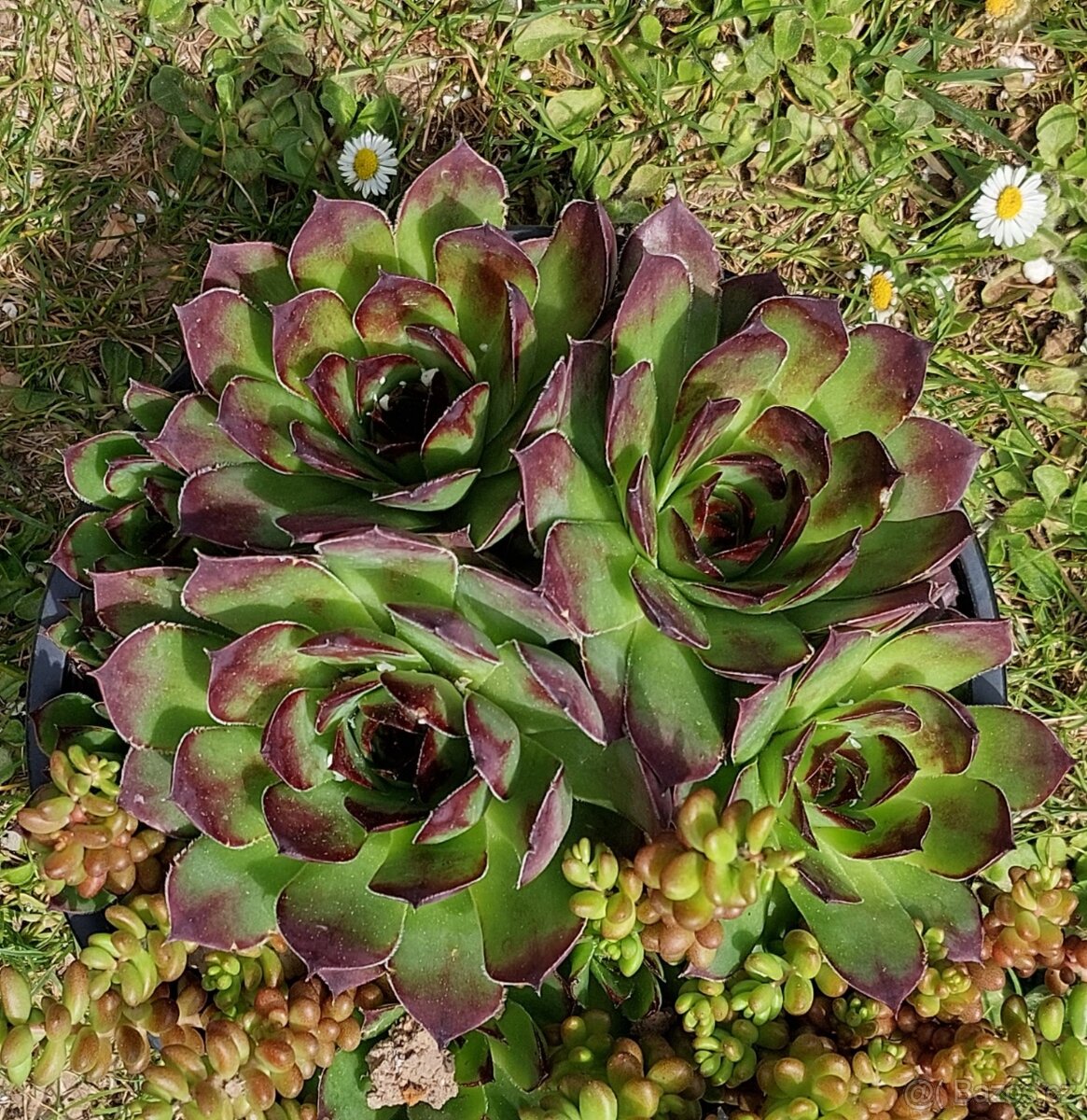 Prodám velké netřesky.10,-kus - 3