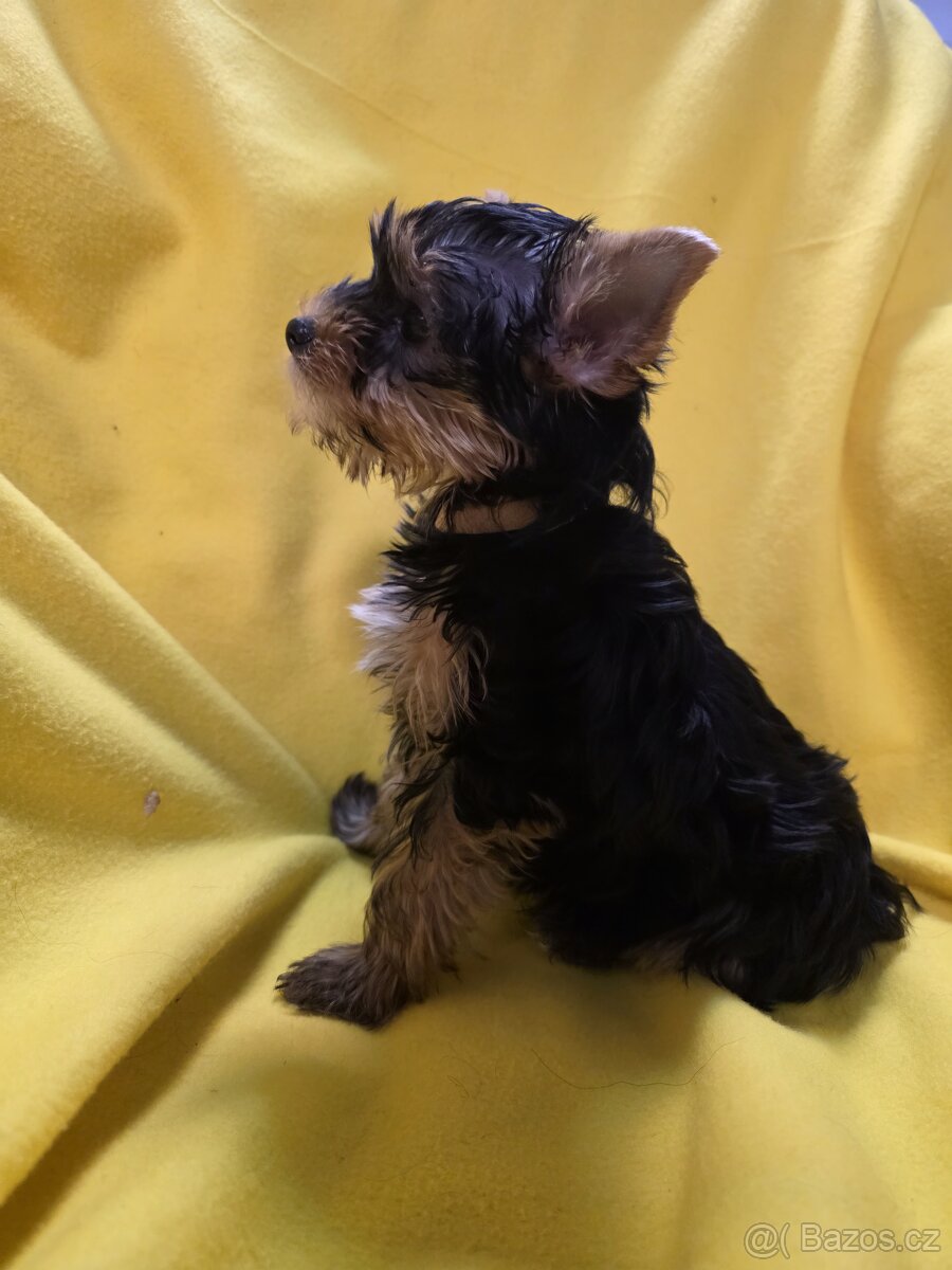 Jorkšířský teriér - 3