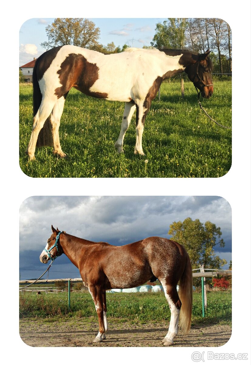 APH hřebeček '25 - 3