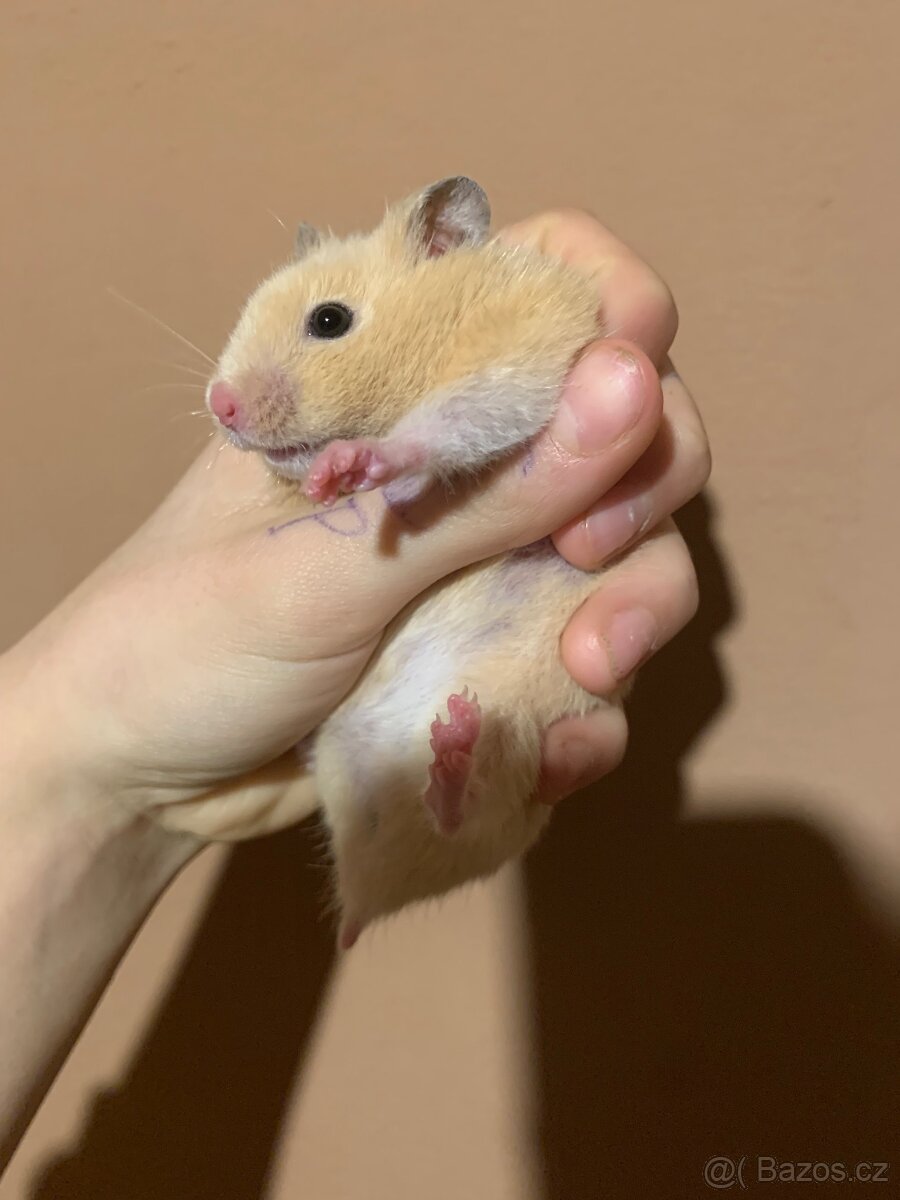 Křeček syrsky mláďata - 3