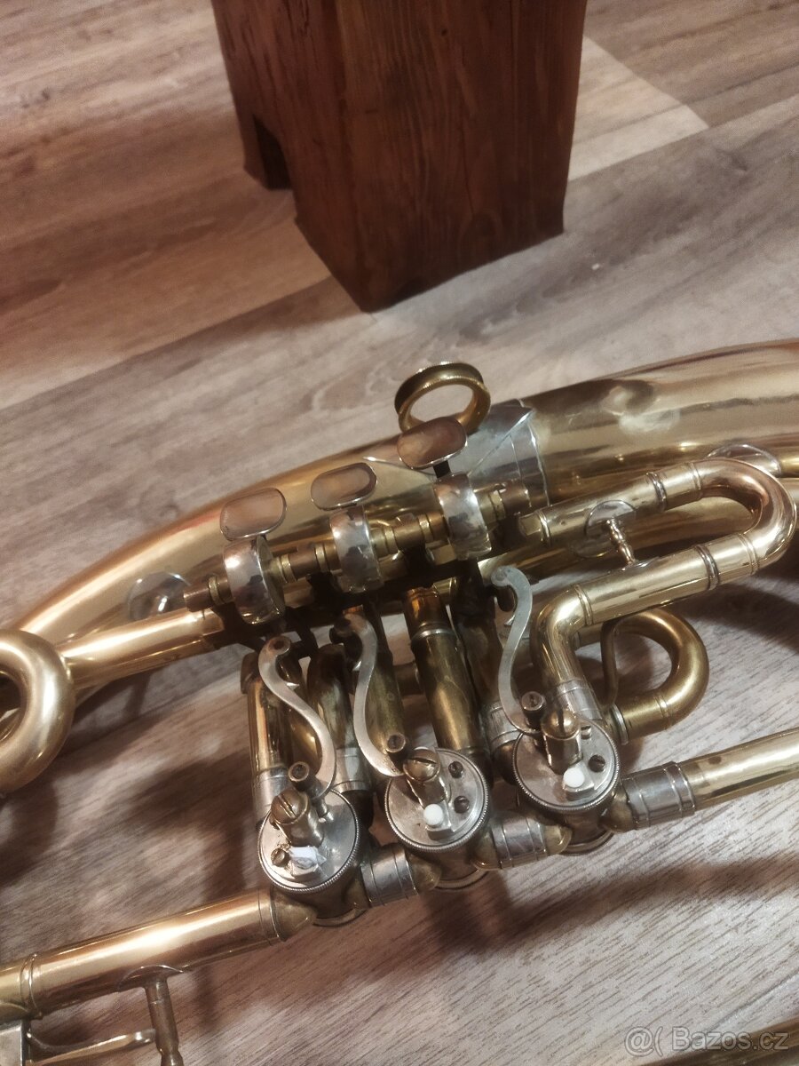 Baskřídlovka - tenor - 3