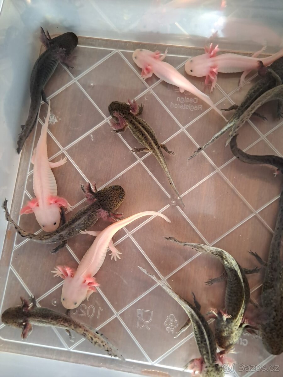 Axolotl mexický - 3