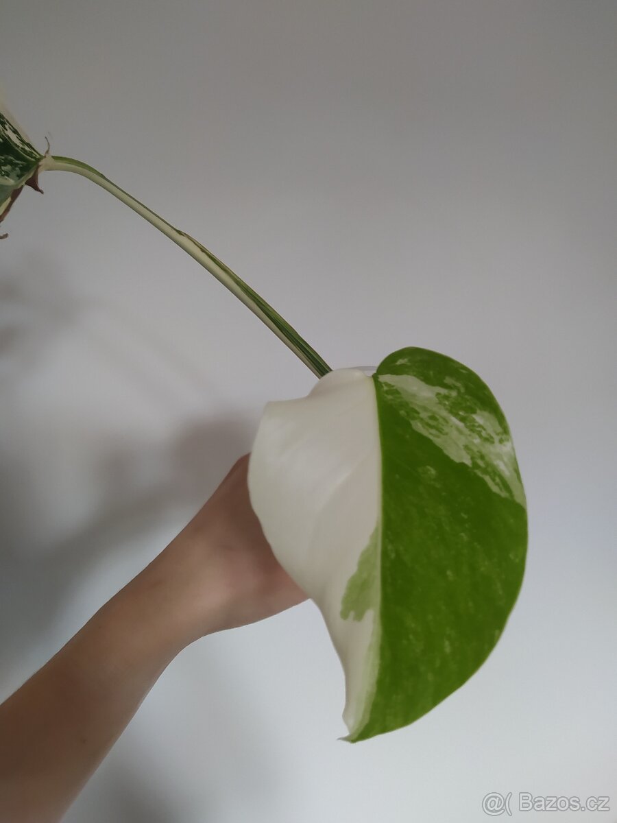 Monstera Albo Variegata - 3