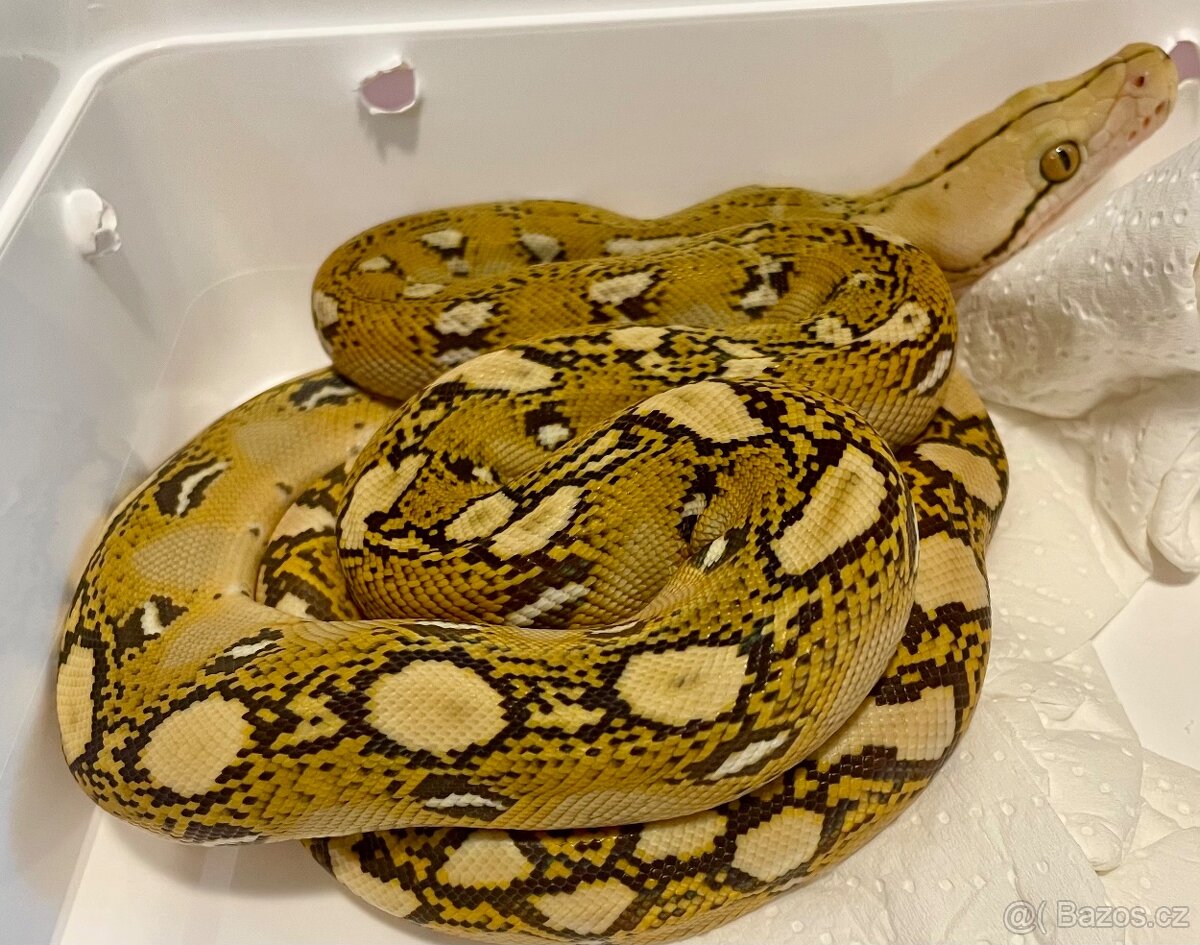 Malayopython Reticulatus - 3