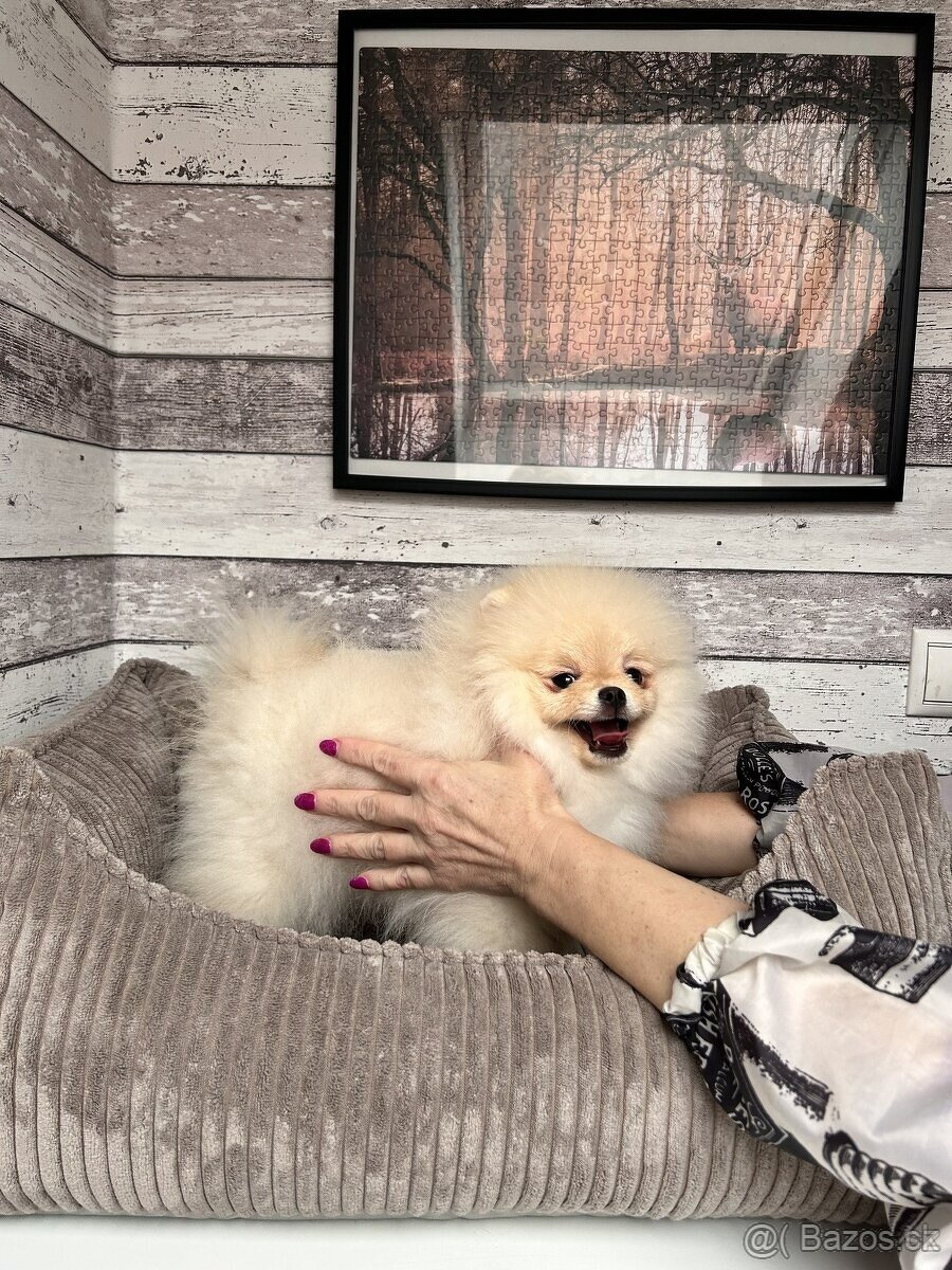 Pomeranian s PP, chovatelská stanica Nucháčik poms - 3