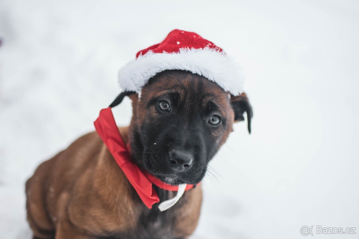 Šteniatka belgický ovčiak s PP - 3