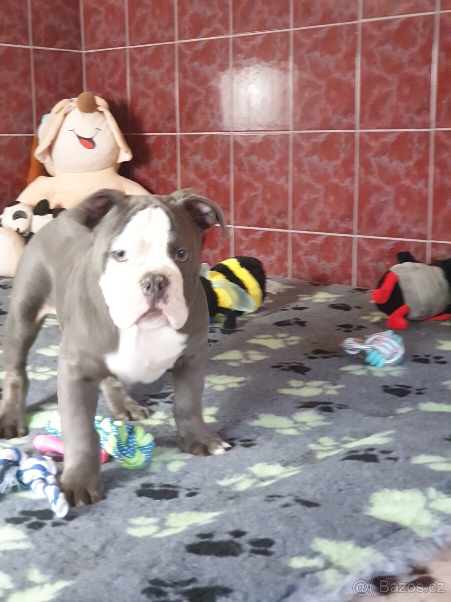 Staroanglicky buldok s PP buldok - 3