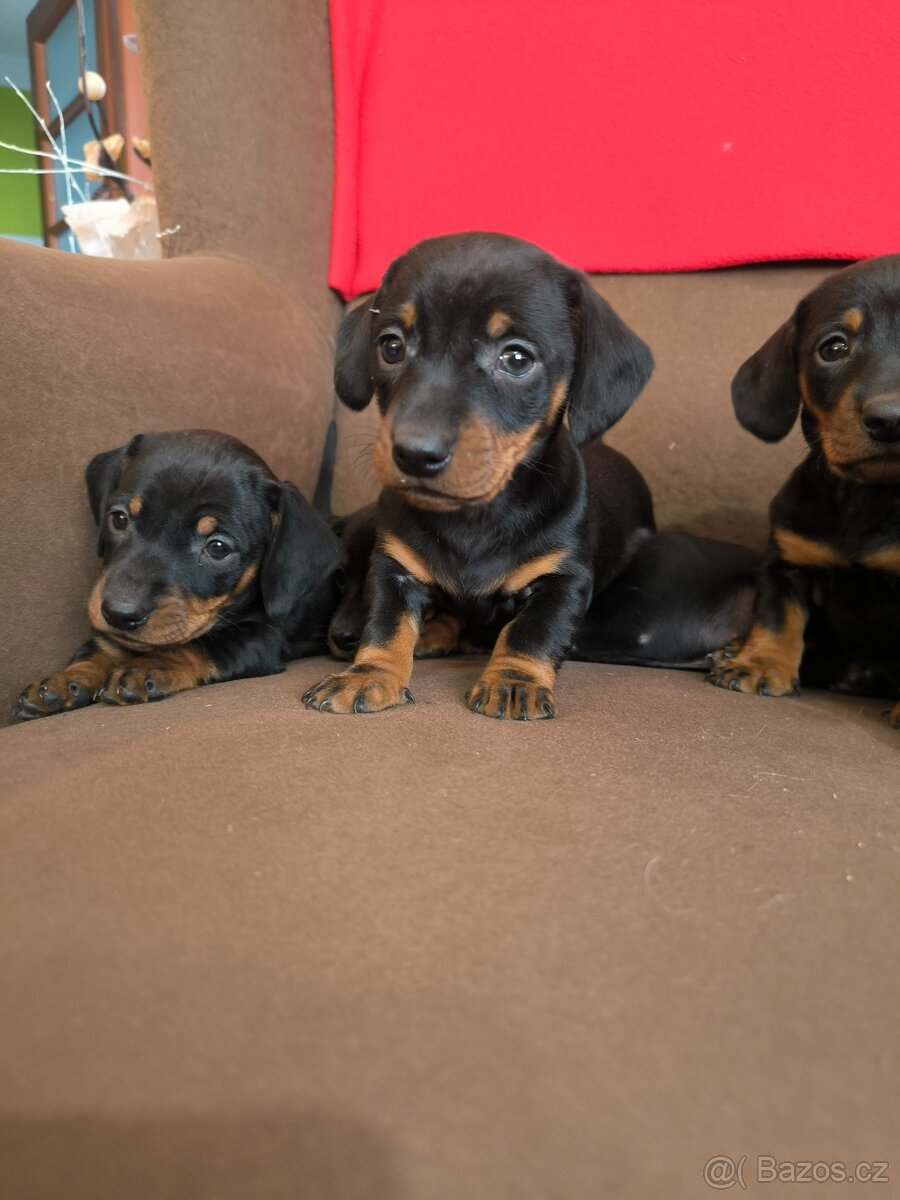 Jezevcik krátkosrtsty - 3