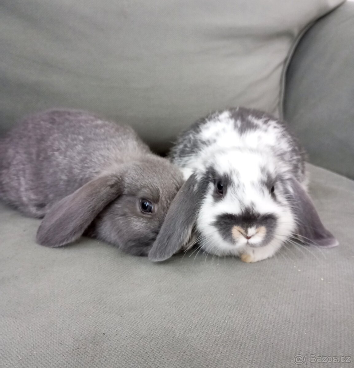 Zakrslý beránek králíček - 3