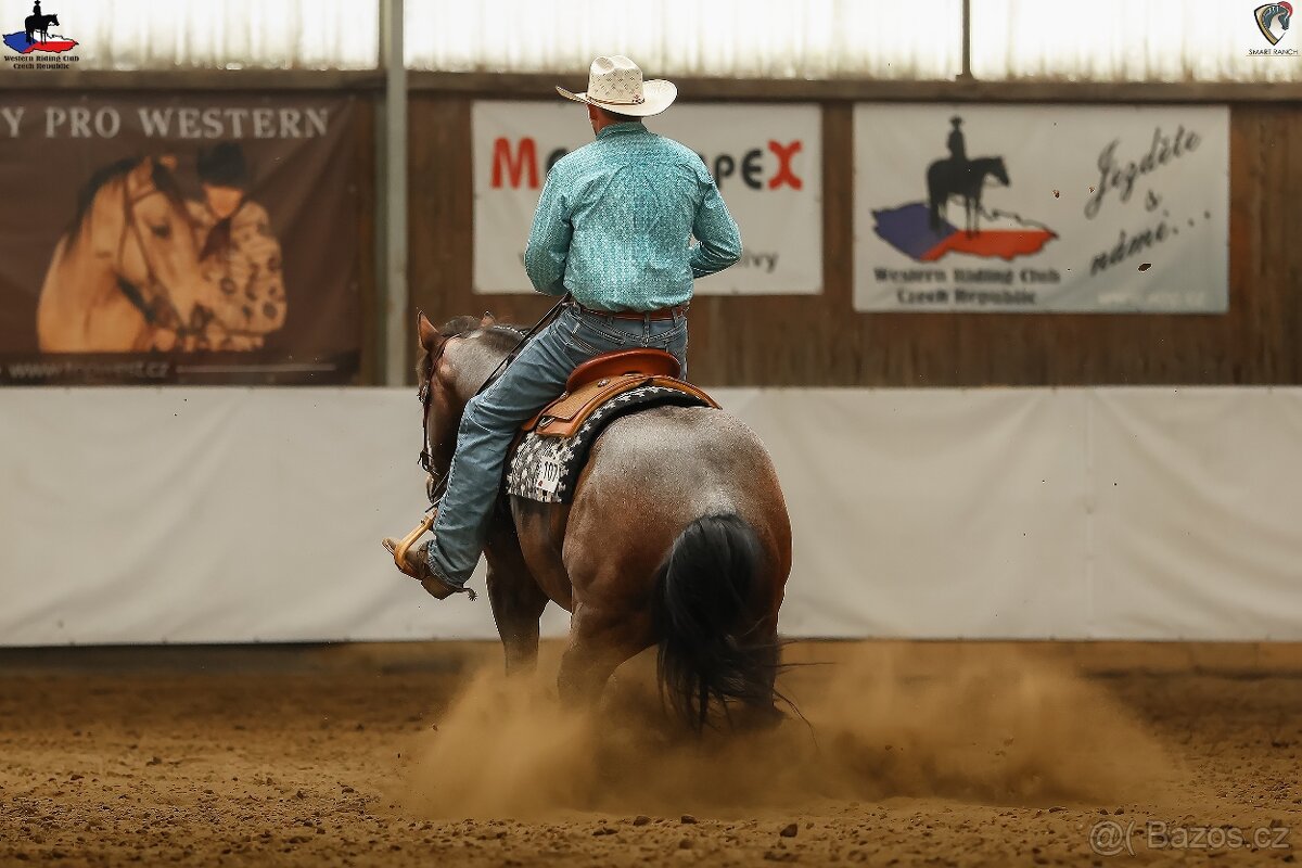 Připouštění QH hřebcem - 3