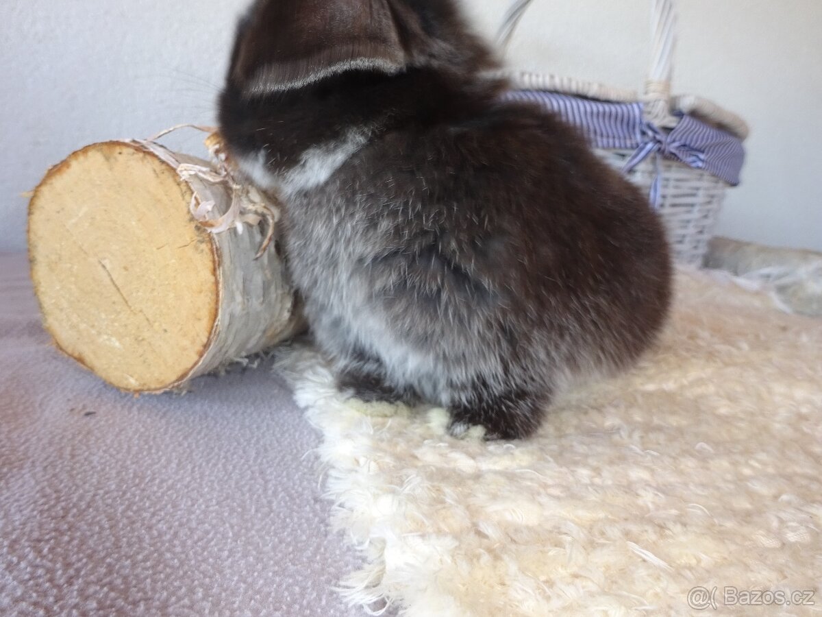 Minilop - sameček - 3