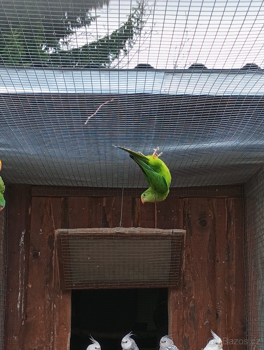 Papoušek nádherný 1.0 - 3