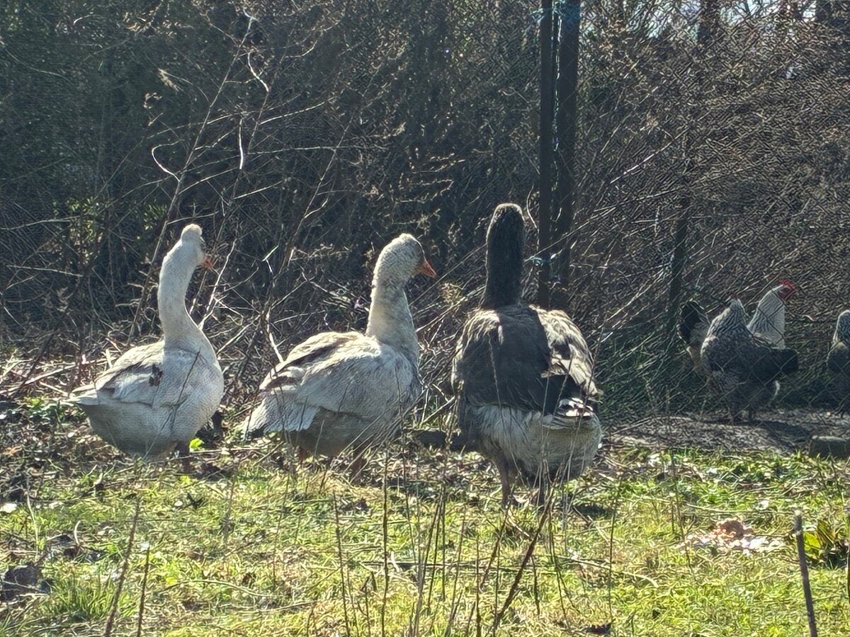 Prodám husy a housera - 3