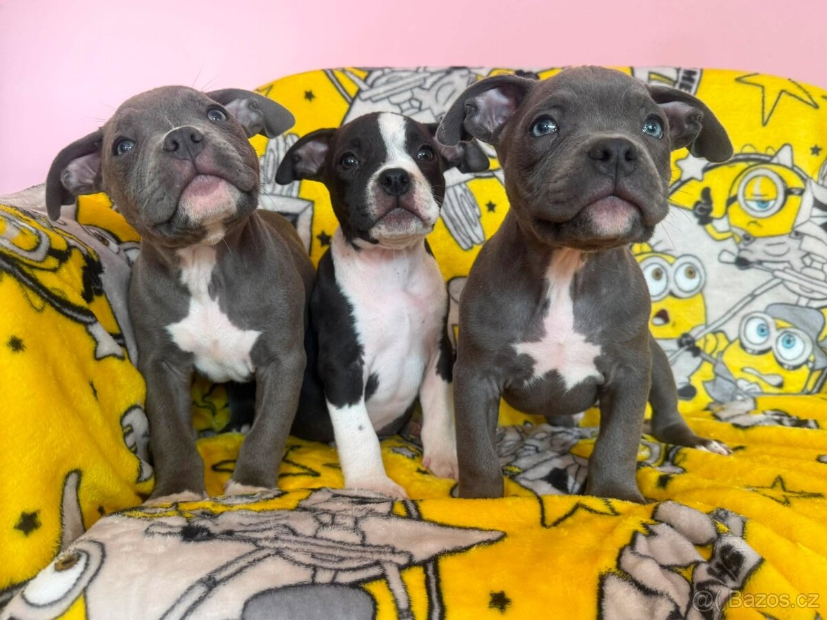 American Bully Pocket Muscletone Roco krasne stence - 3