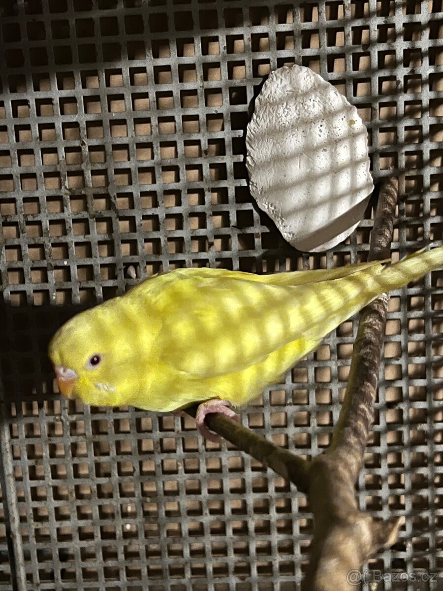Andulka vlnkovaná lutino - samička - 3
