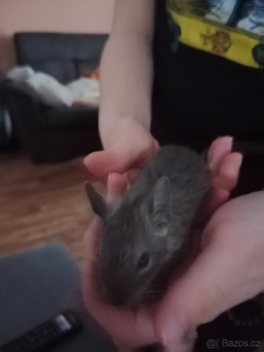 Osmák degu - 3
