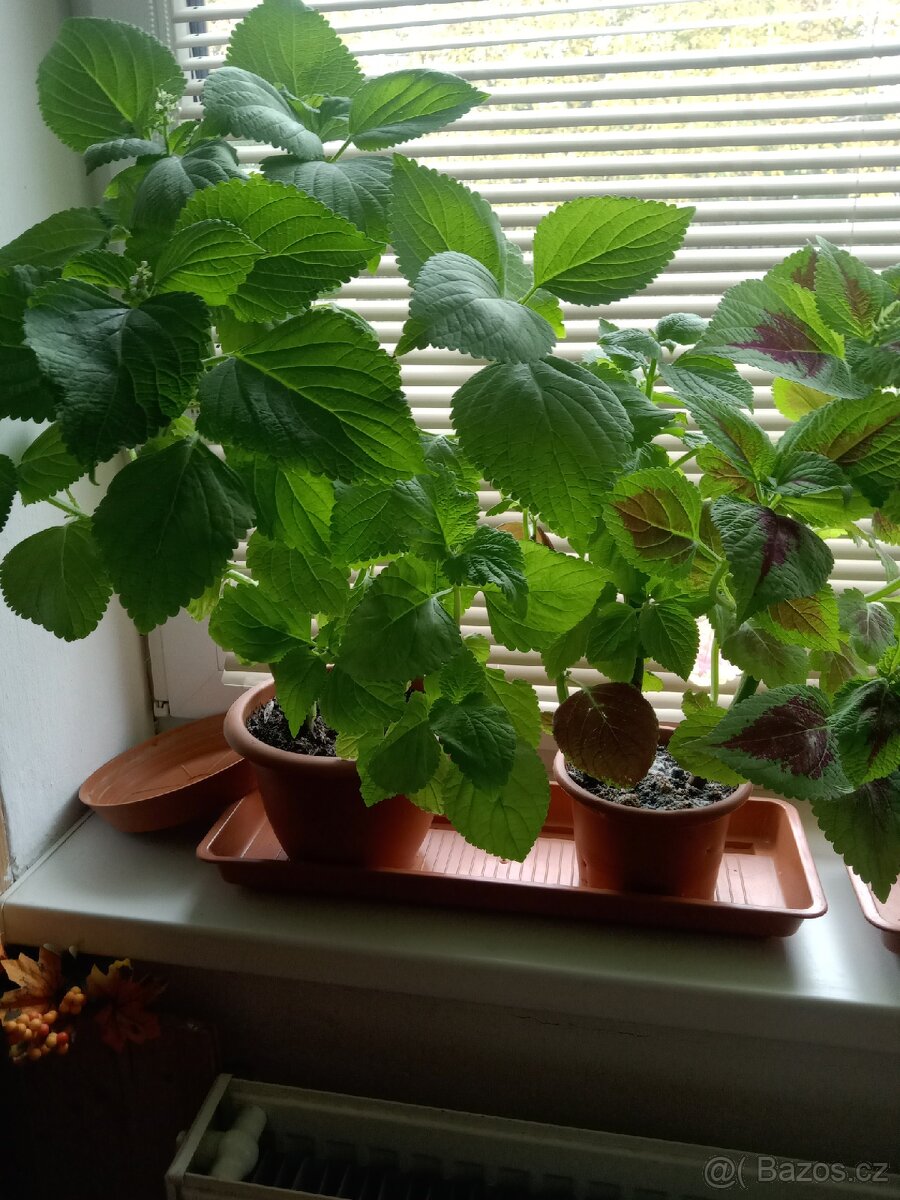 Africké kopřivy - 3