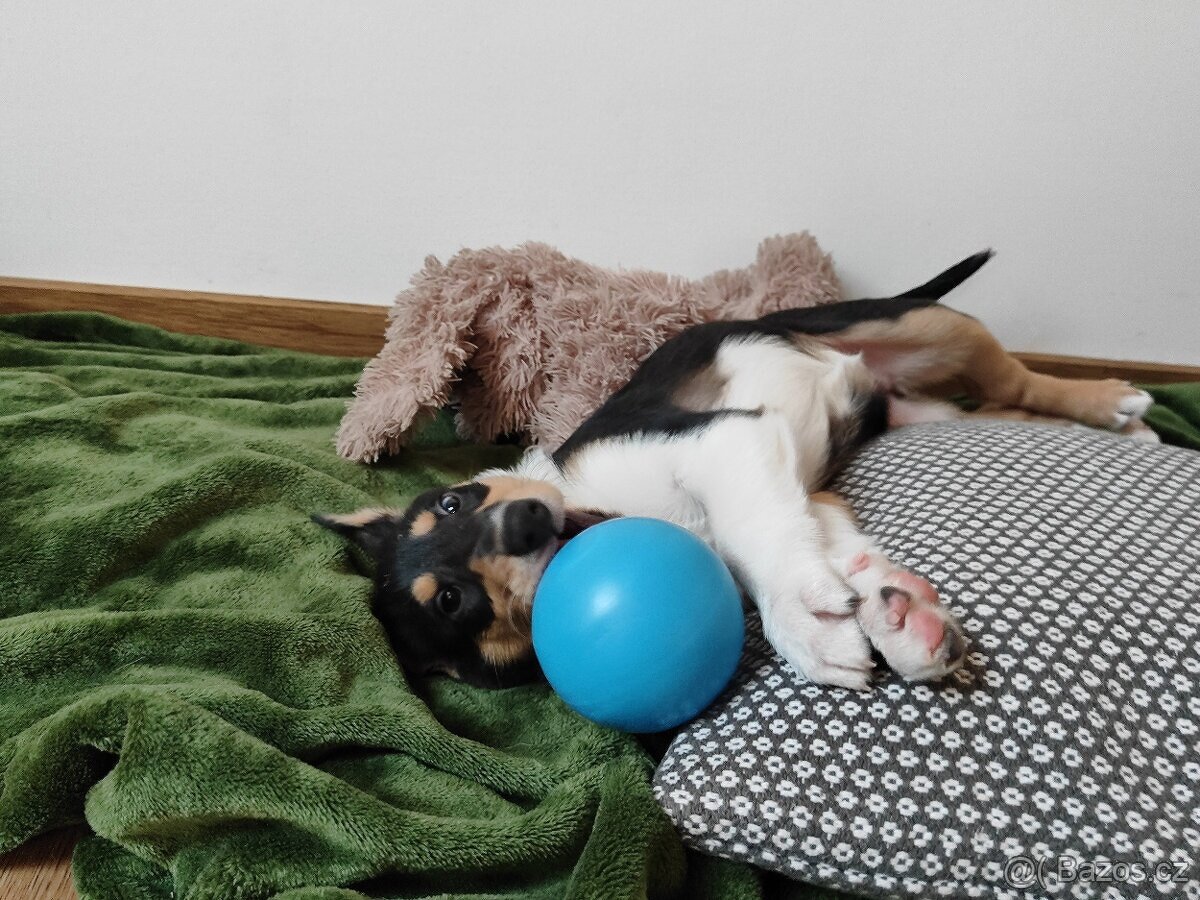 krátkosrstá kólie - 3