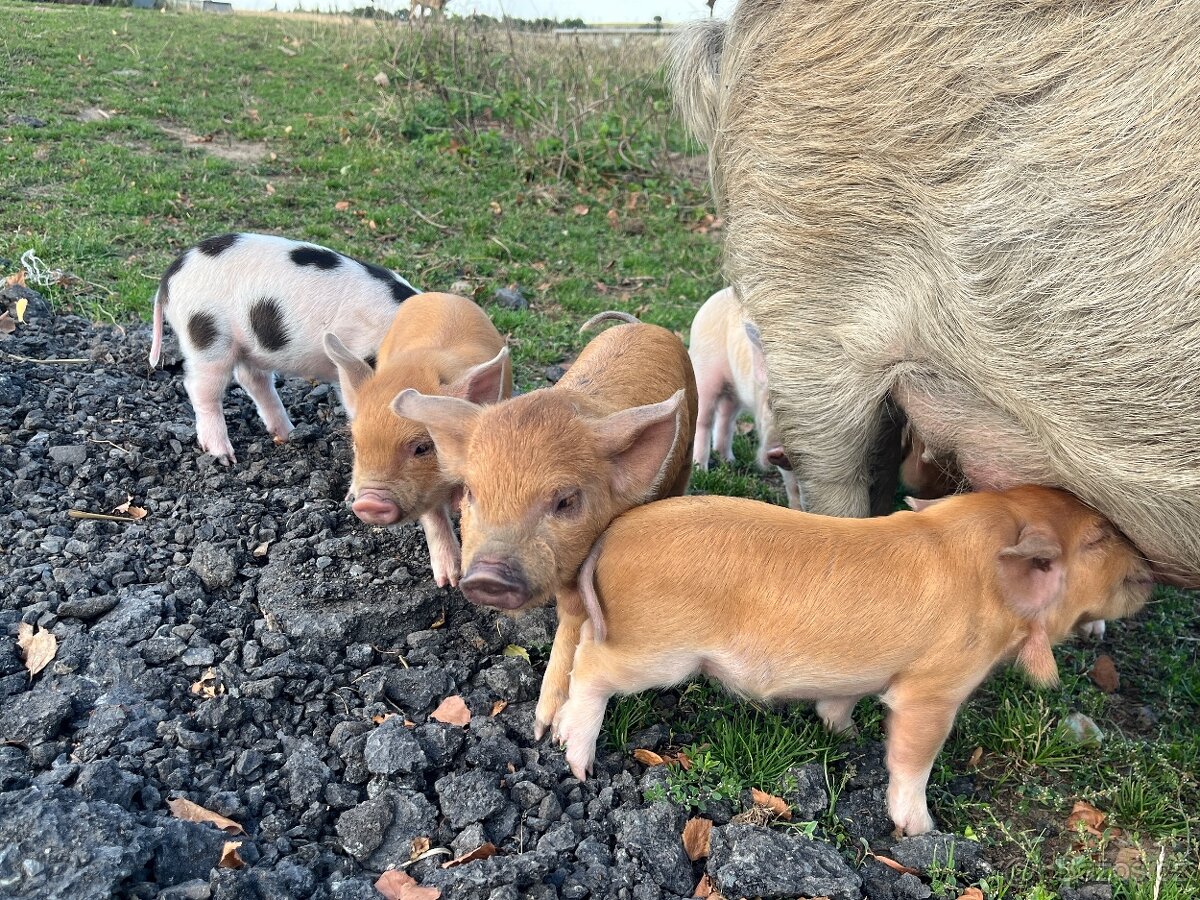 Kune Kune prasátka - 3