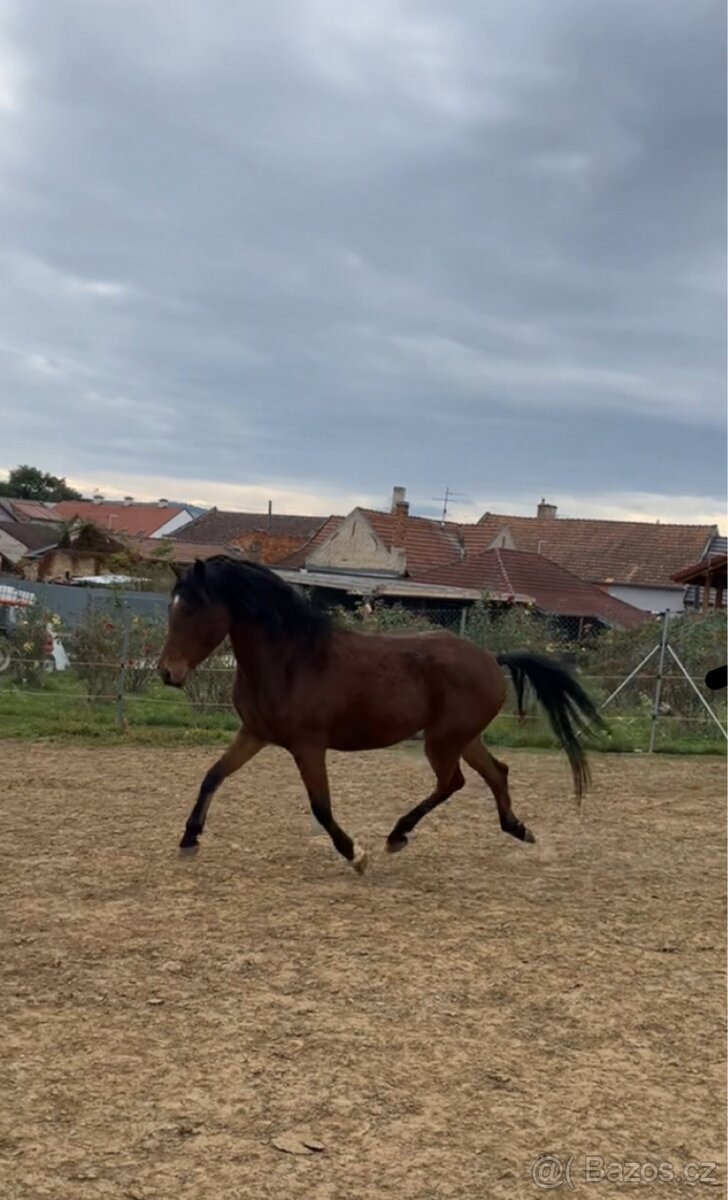 Český sportovní pony - 3