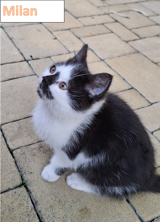 Darujeme koťátko - 3