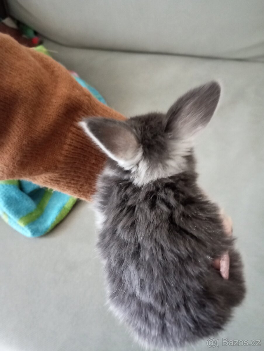 Zakrslý beránek králíček - 3