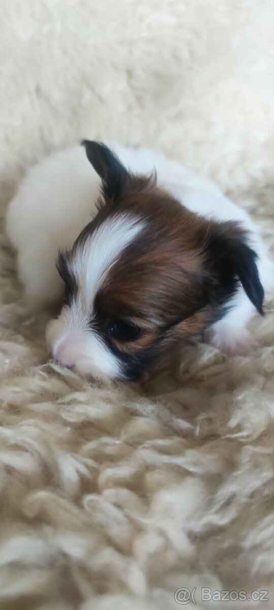 Papillon - Phalene s PP - 3