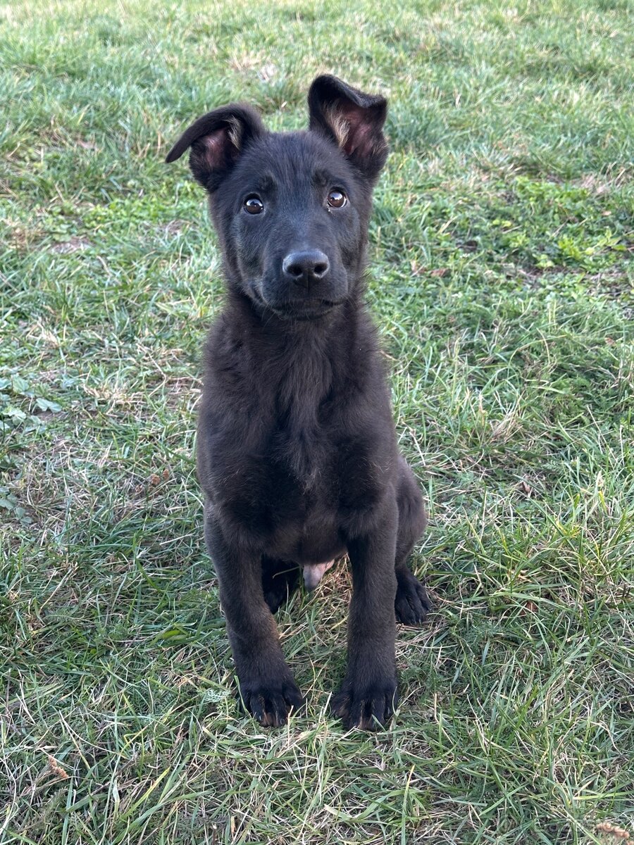 Německý ovčák - 3