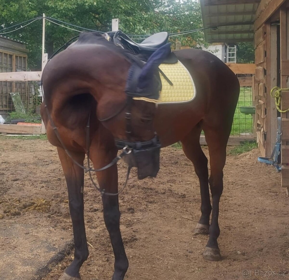 Valach A 1/1 Médium - 3