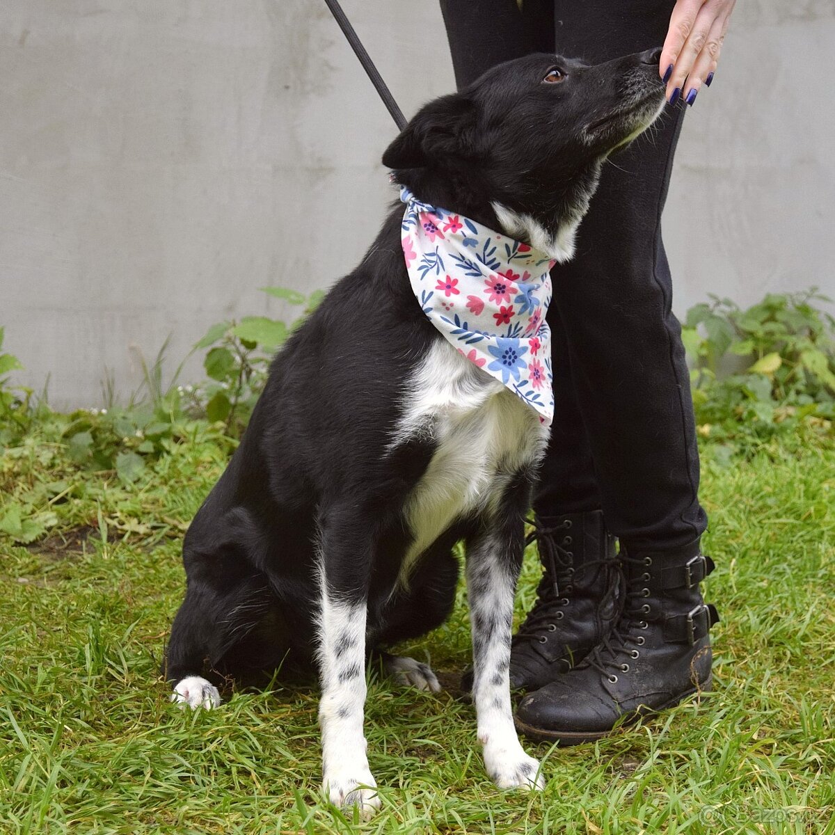 Naja hledá domov - 3