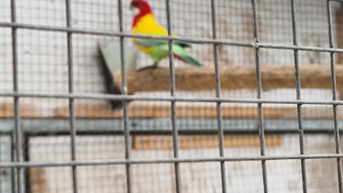 Rosela gold gold - 3