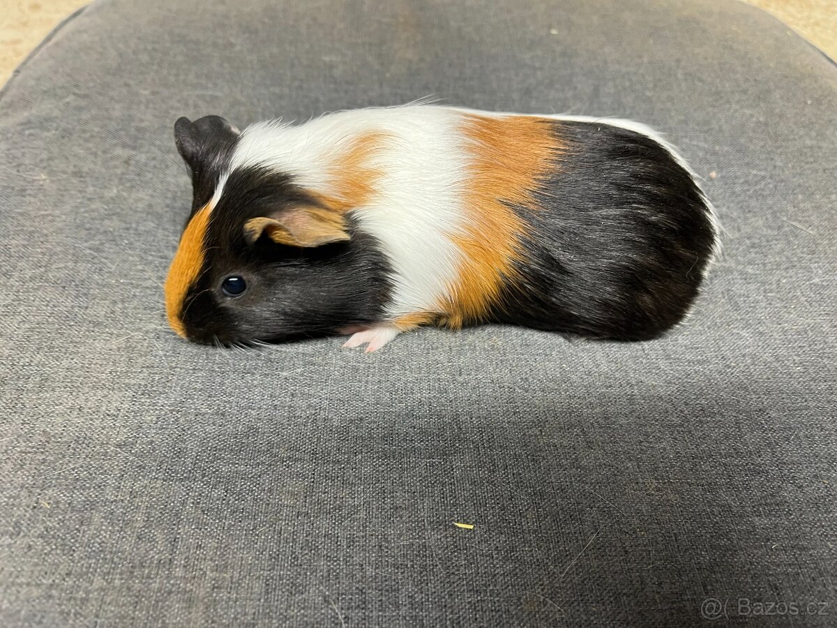 Morče, morčata - hladká, prodej - 3