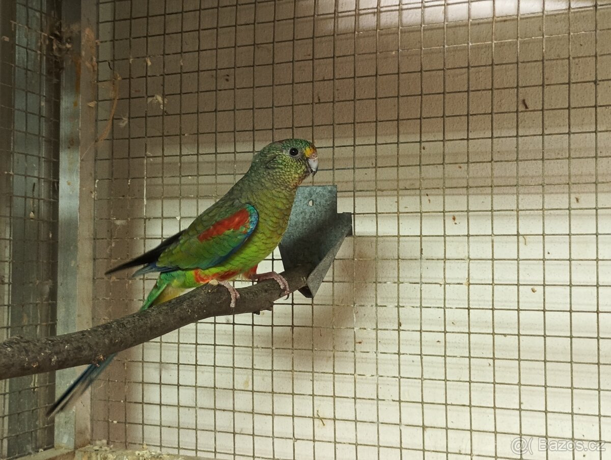 Prodám papoušky mnohobarvé - 3