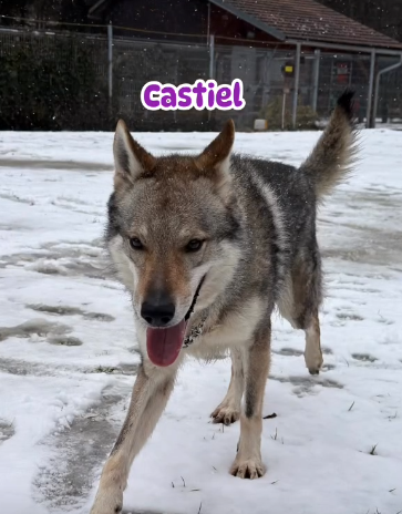 Československý vlčák s PP - 3