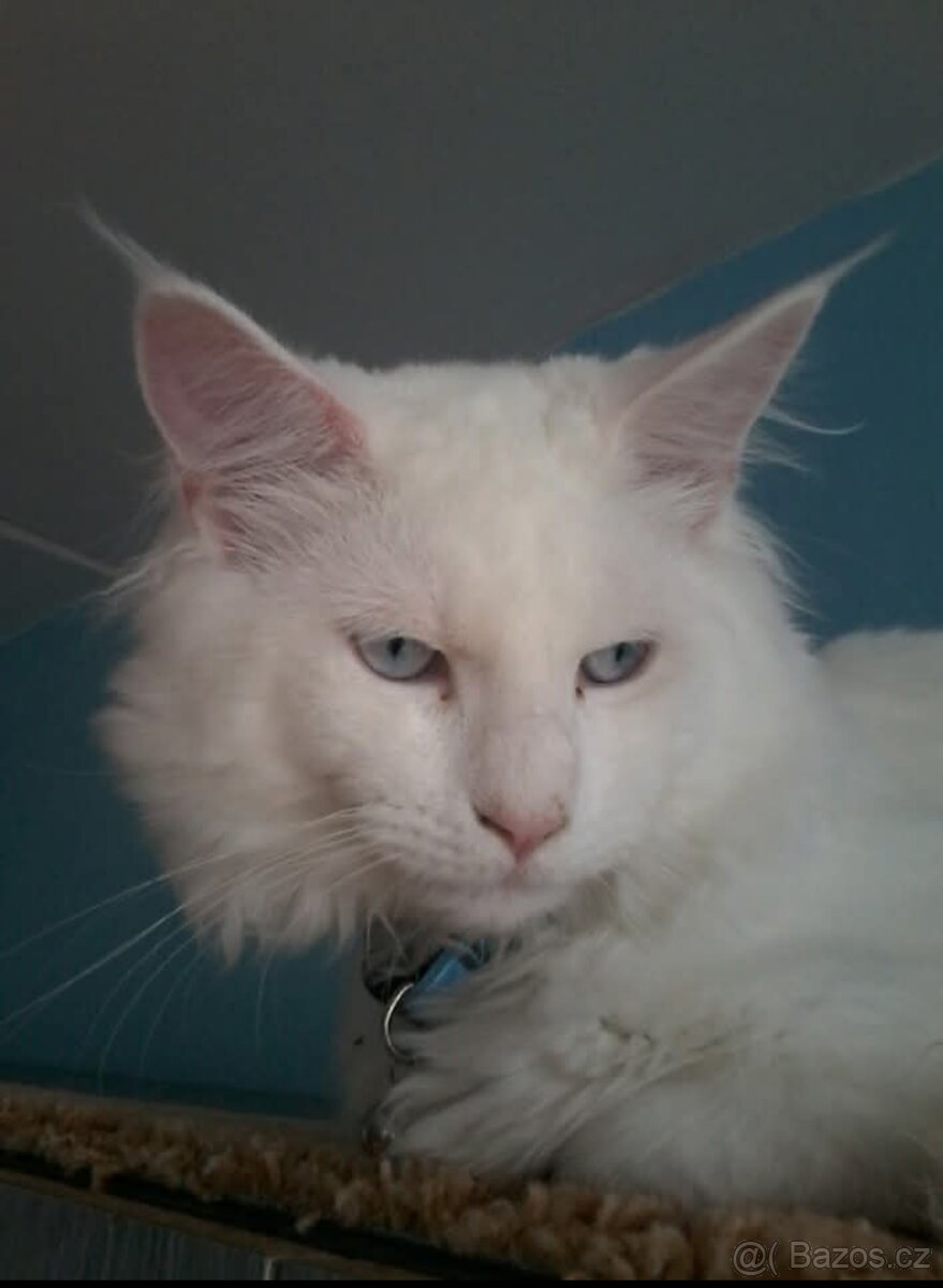 Mainská mývalí bez PP - 3