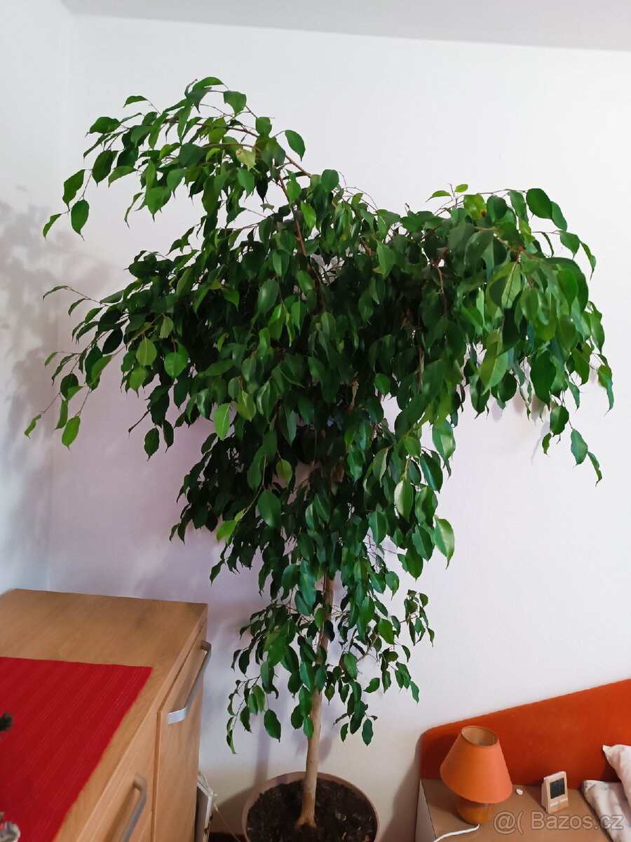 Ficus benjamin - 3