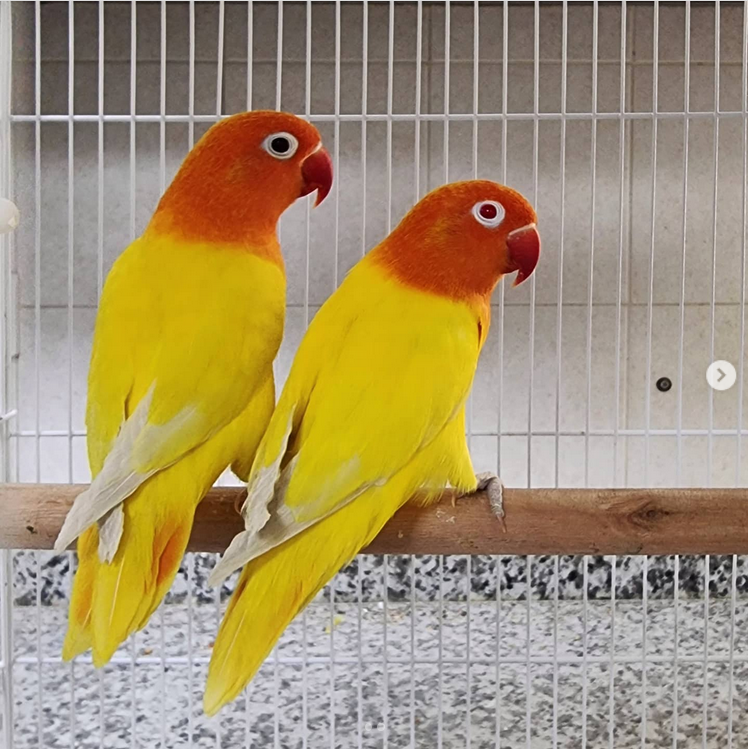 KOUPÍM Agapornis fischerův lutino, lutino opalín - 3