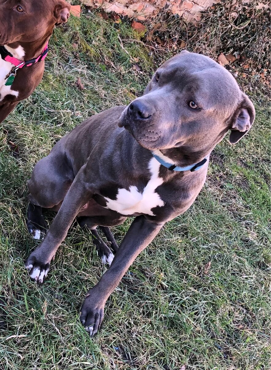 Krytí Americký stafordširský teriér - 3