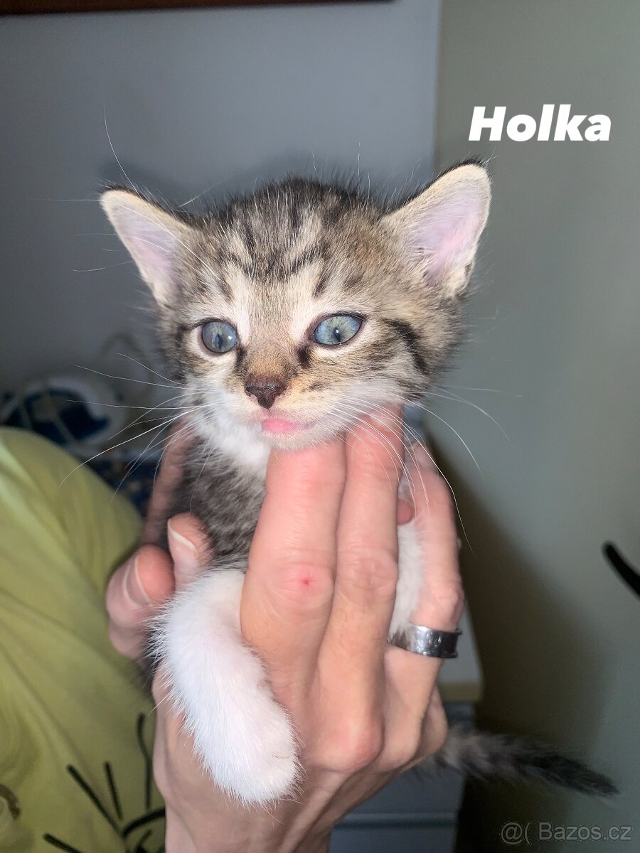 Koťátka hledají milující domov - 3