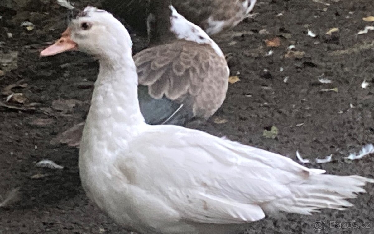 Prodám kachny pižmové - 3