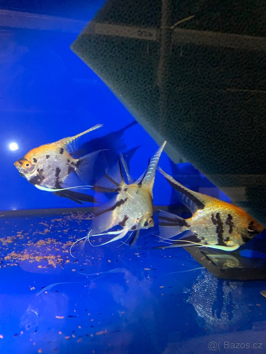 Skalar KOI diamant yellow head - 3